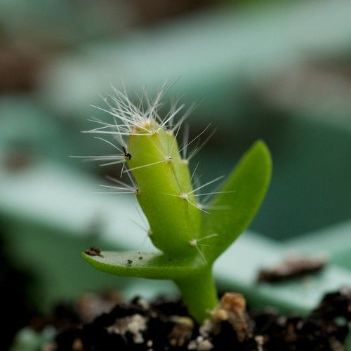 Germination cactus