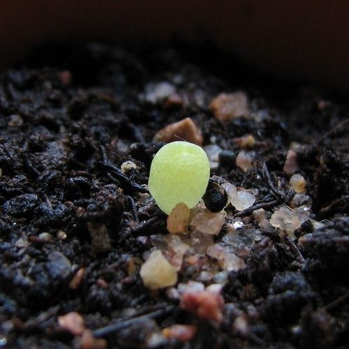 Germination cactus