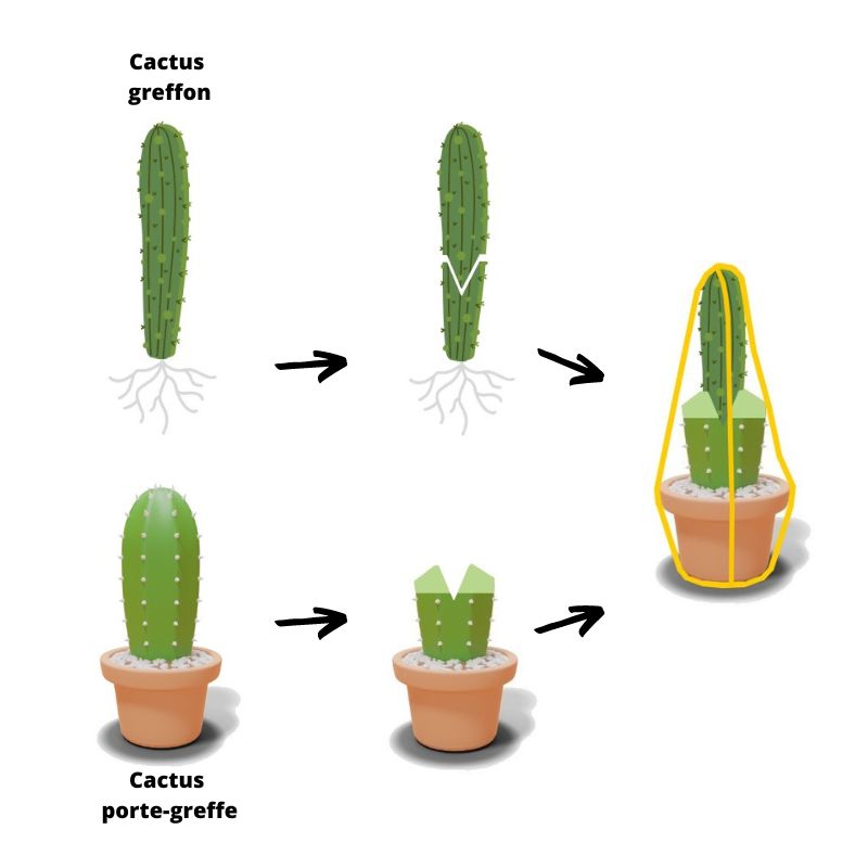 Greffe entée cactus