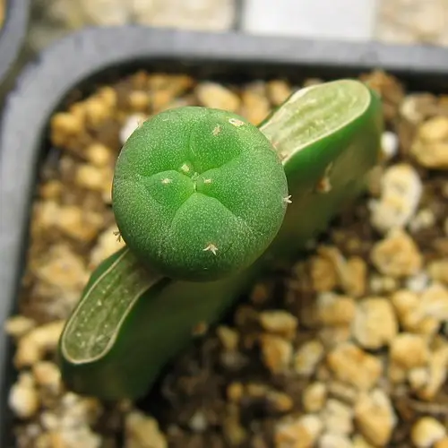 Greffe de Lophophora williamsii étape 2