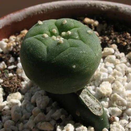 Greffe de Lophophora williamsii étape 3