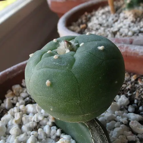 Greffe de Lophophora williamsii étape 4