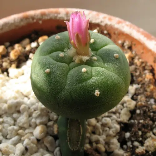 Greffe de Lophophora williamsii étape 5