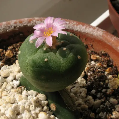 Greffe de Lophophora williamsii étape 6