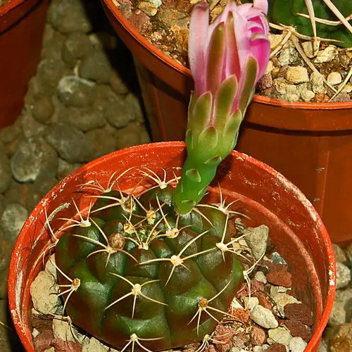 Gymnocalycium anisitsii