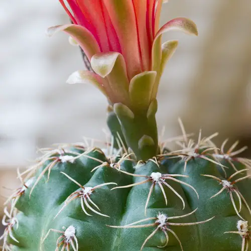 Gymnocalycium baldianum