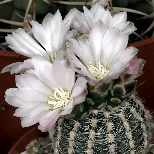 Gymnocalycium bruchii