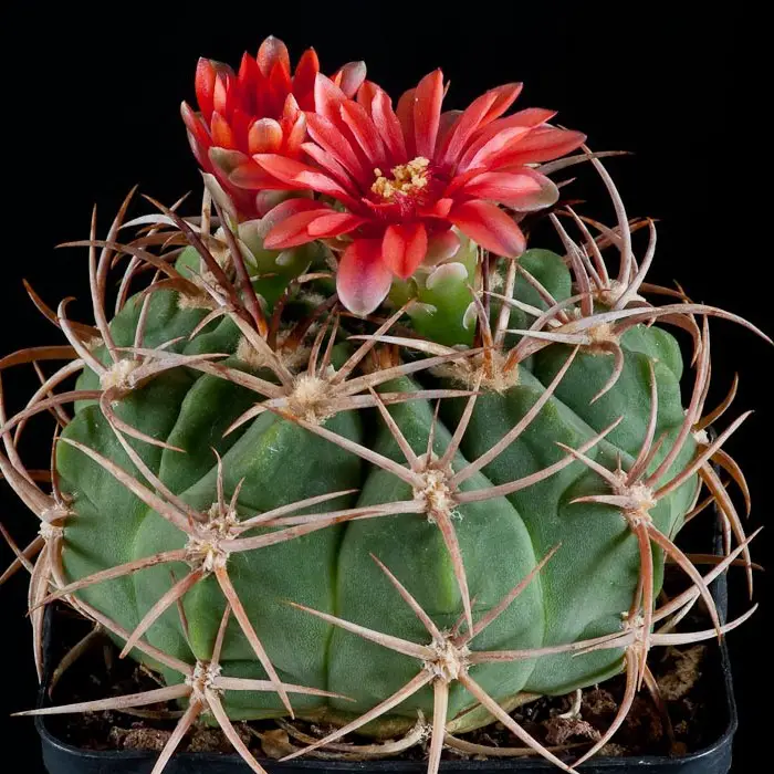 Gymnocalycium carminanthum