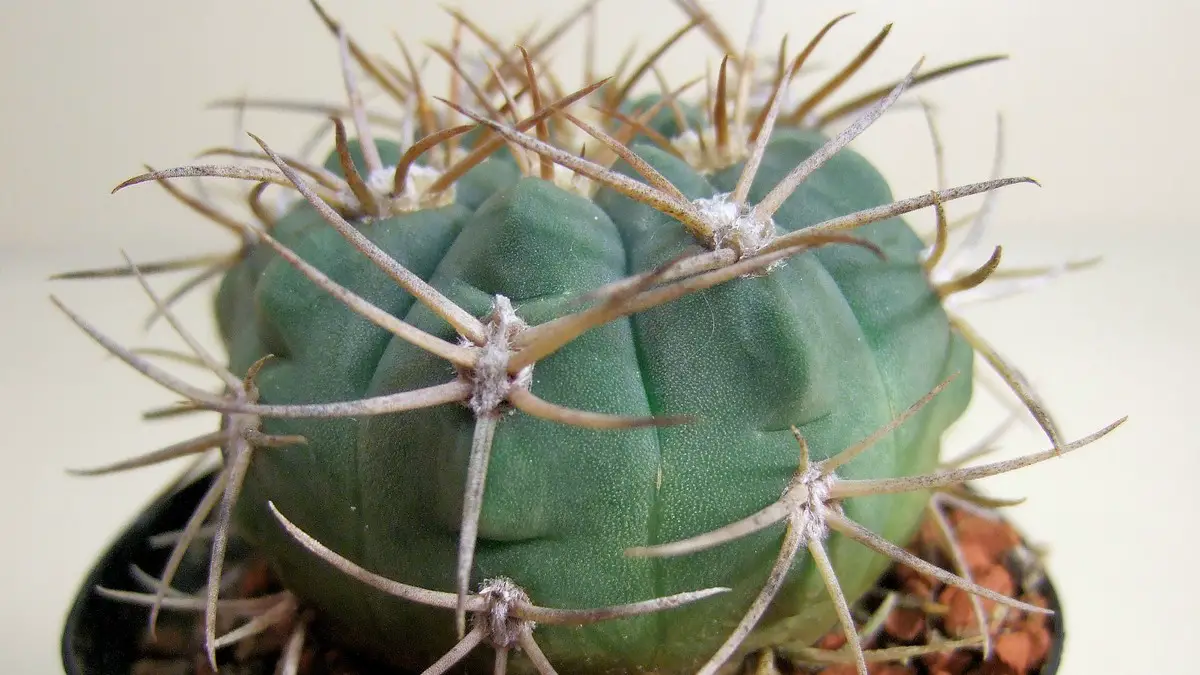 Gymnocalycium castellanosii