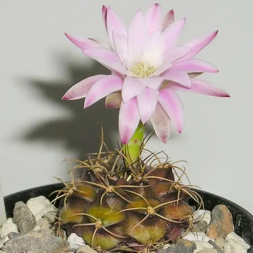 Gymnocalycium damsii