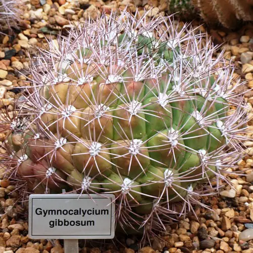 Gymnocalycium gibbosum