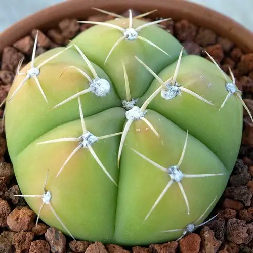 Gymnocalycium horstii