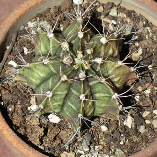 Gymnocalycium mihanovichii