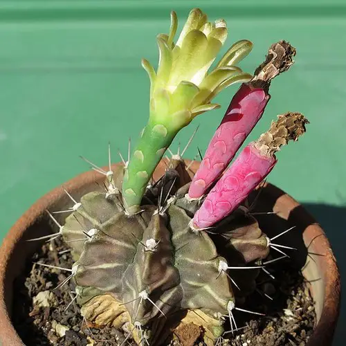 Gymnocalycium mihanovichii