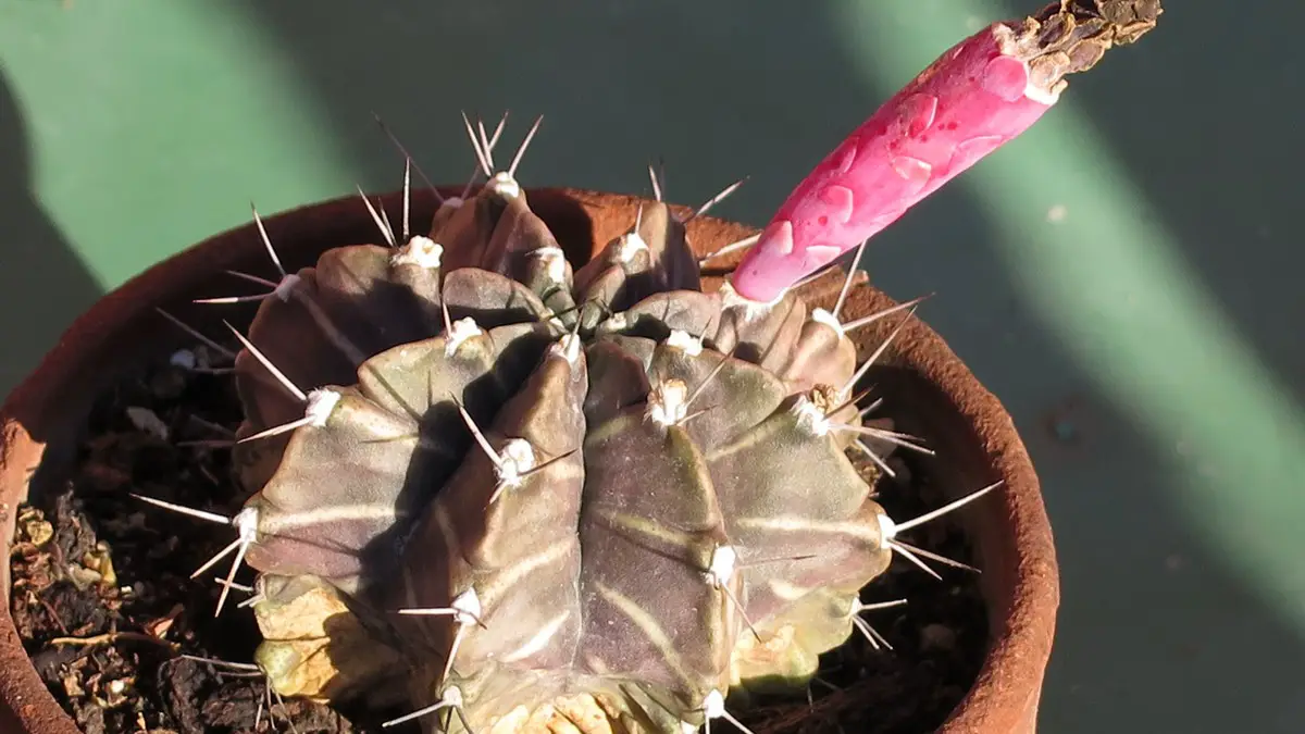 Gymnocalycium mihanovichii