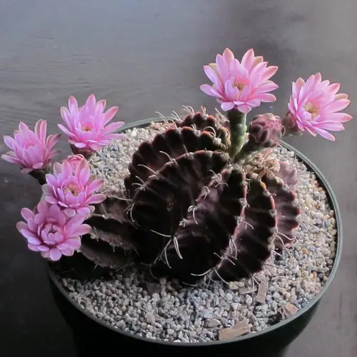 Gymnocalycium mihanovichii var. pirarettaense