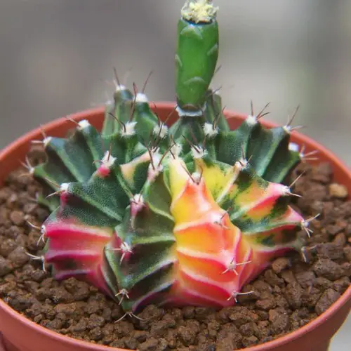 Gymnocalycium mihanovichii f. variegata