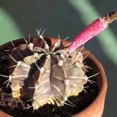 Gymnocalycium mihanovichii