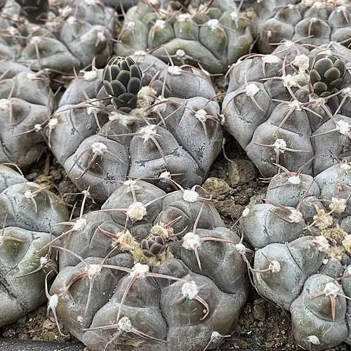 Gymnocalycium prochazkianum