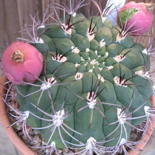 Gymnocalycium saglionis