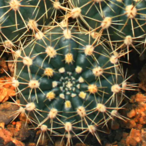 Gymnocalycium schatzlianum