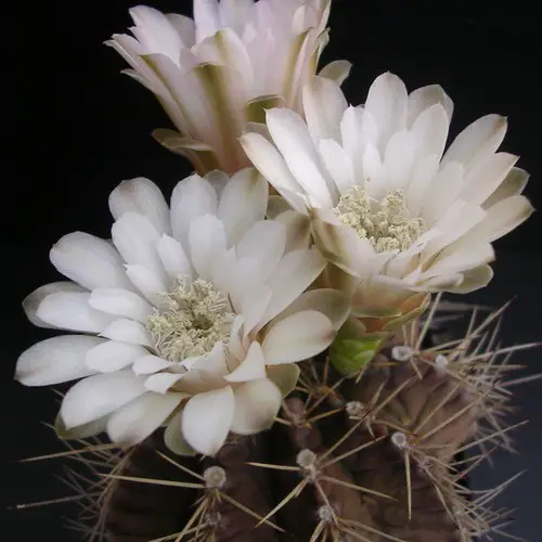 Gymnocalycium stenopleurum