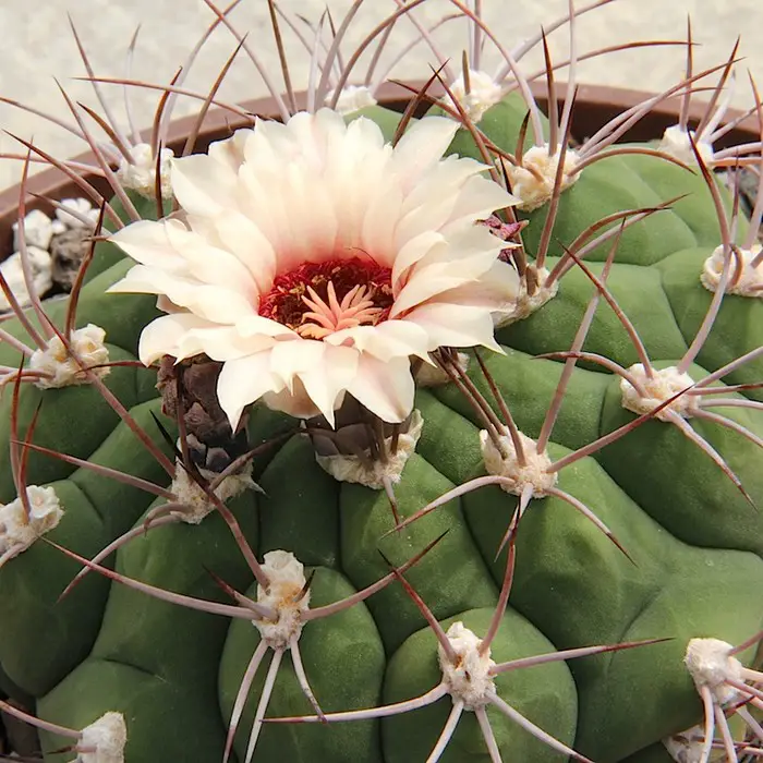 Gymnocalycium pflanzii