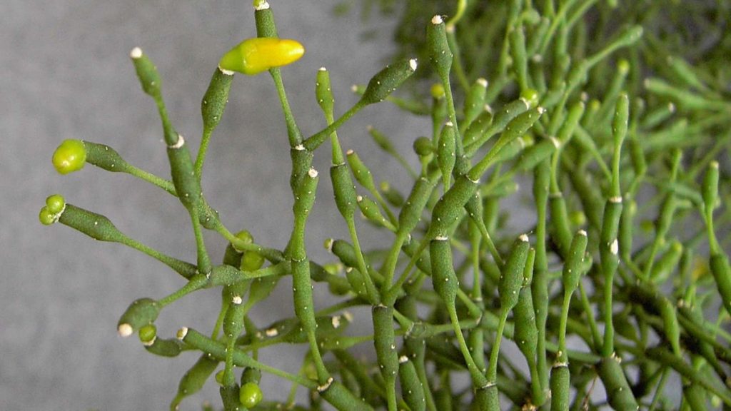 Hatiora salicornioides