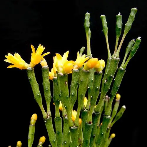 Hatiora salicornioides