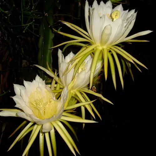 Hylocereus