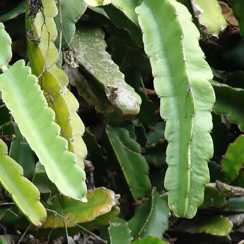 Hylocereus undatus