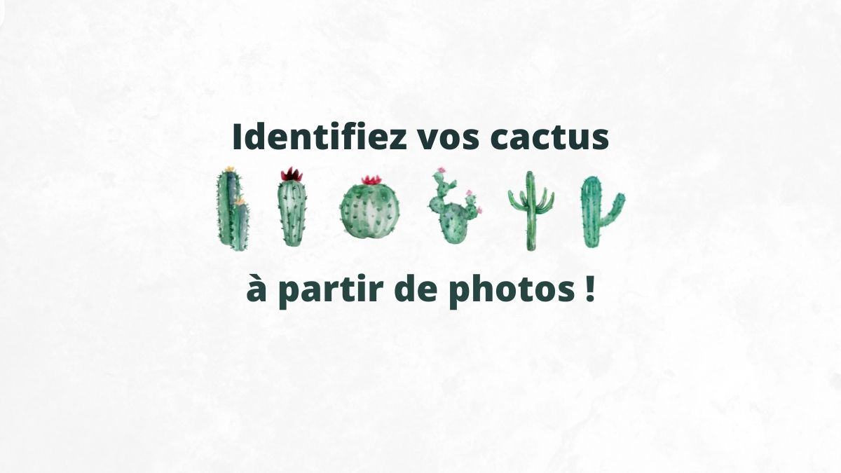 Identification cactus