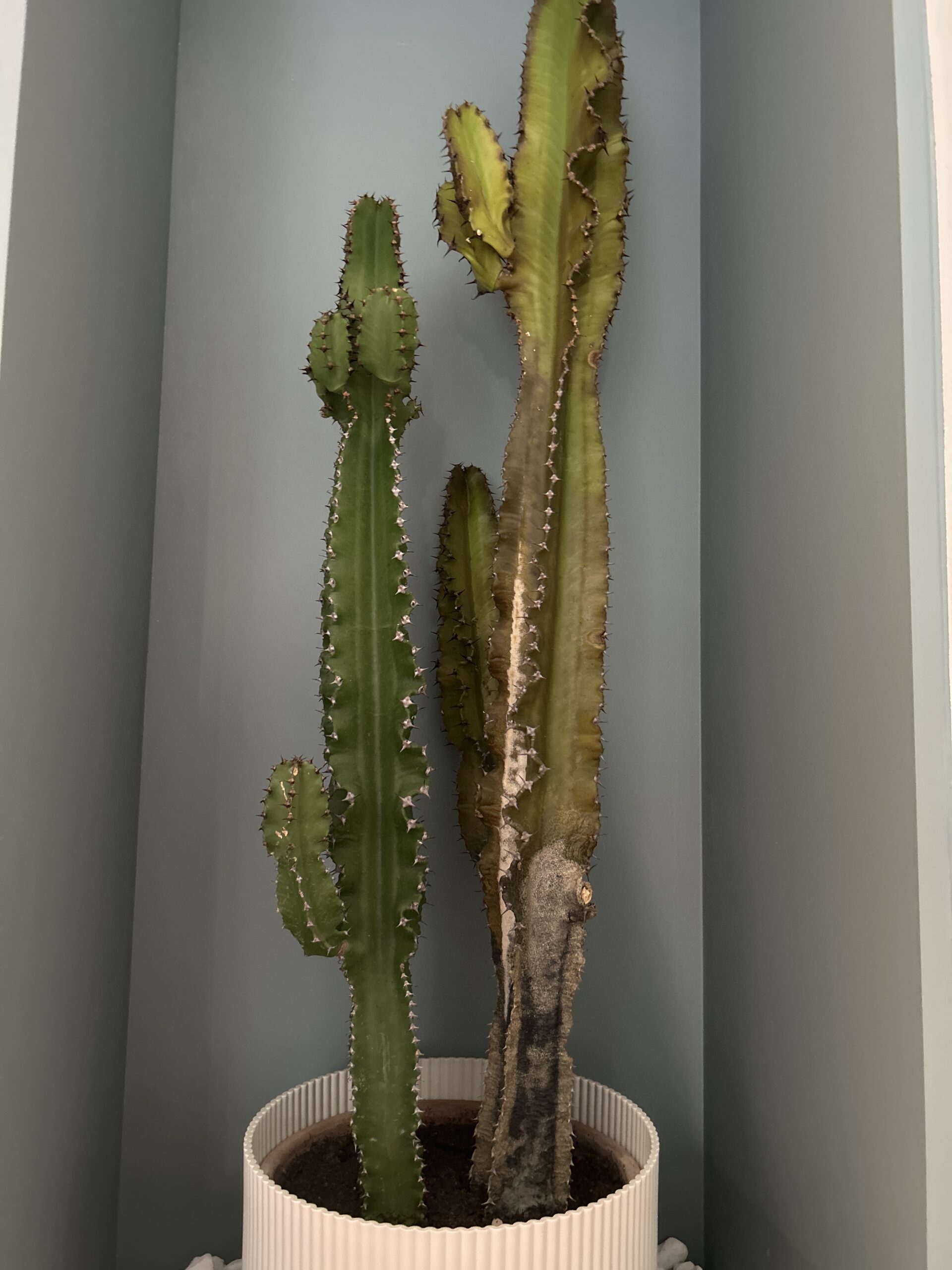 Maladie des cactus Causes, traitements et préventions cactus malade