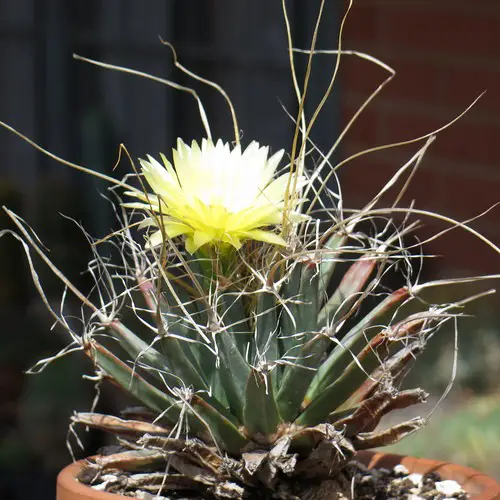 Leuchtenbergia