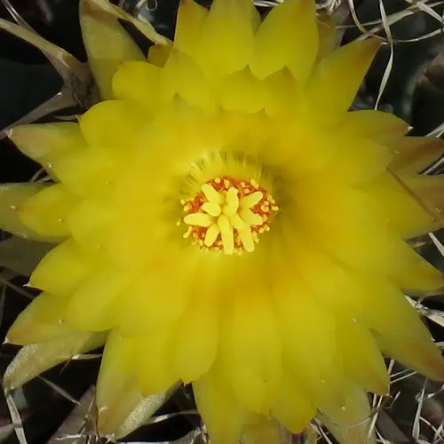 Fleur de Leuchtenbergia