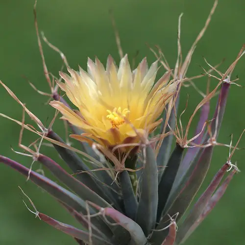 Leuchtenbergia pincipis