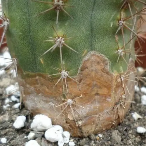Lignification cactus