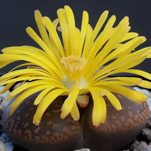 Lithops aucampiae en fleur