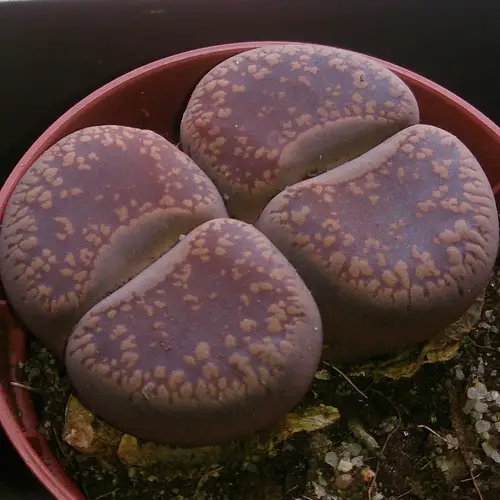 Lithops aucampiae