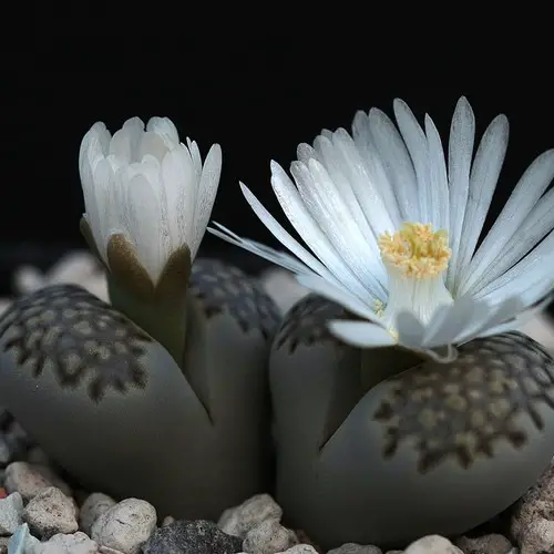 Lithops julii fleurs