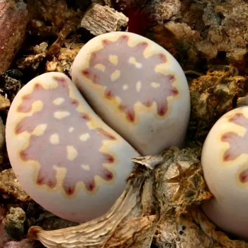 Lithops julii