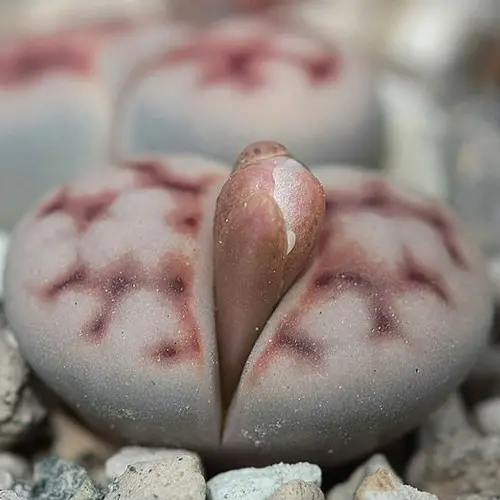 Lithops karasmontana bourgeon