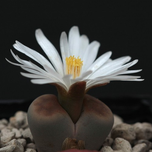 Lithops karasmontana fleur