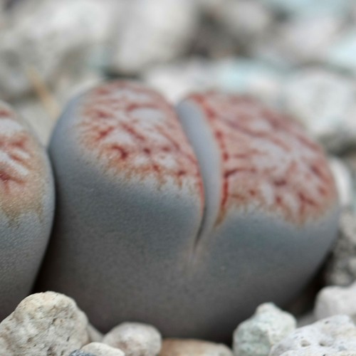 Lithops karasmontana