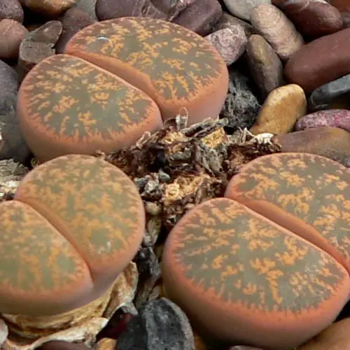 Lithops lesliei