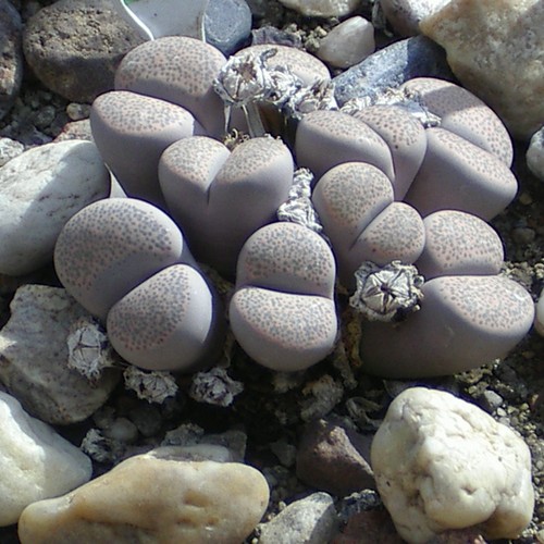 Lithops localis