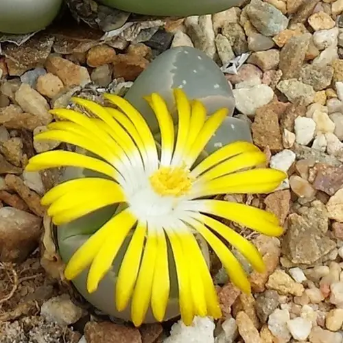 Lithops olivacea fleur