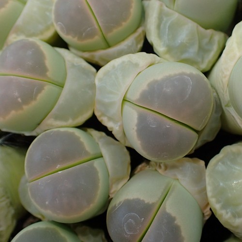 Lithops olivacea