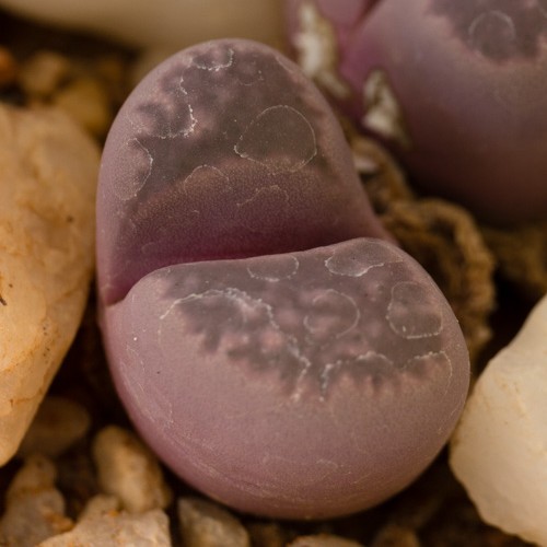 Lithops optica