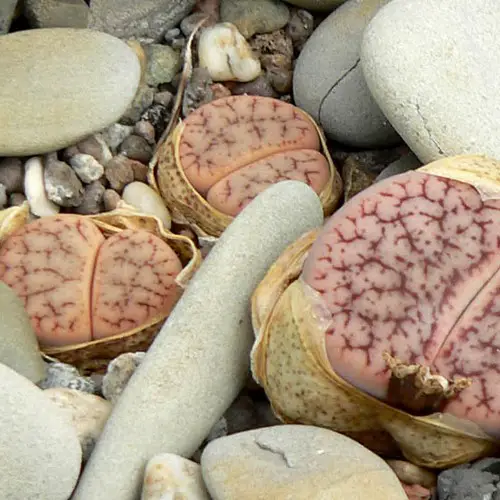 Lithops pseudotruncatella